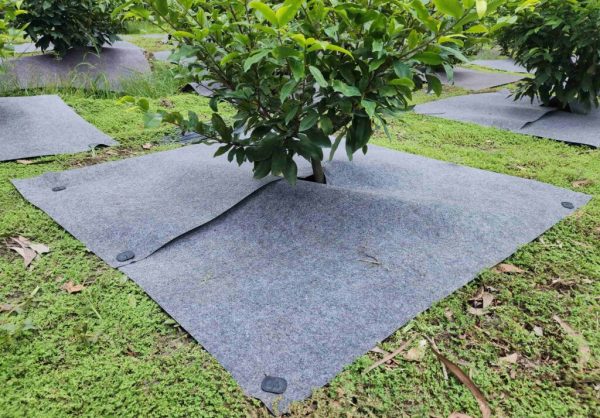 Vải địa phủ gốc cây - Ảnh 2