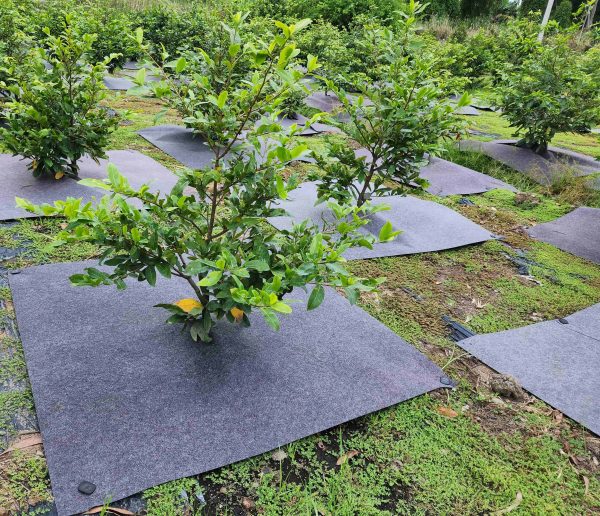 Vải địa phủ gốc cây - Ảnh 3